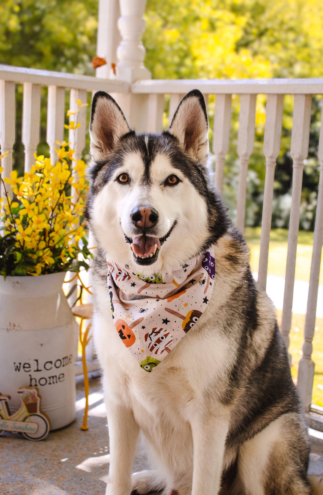 Haunted Orchard Dog Bandana