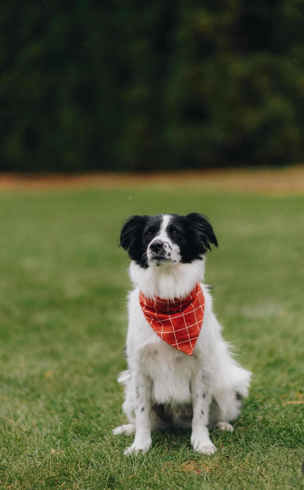 Rust Plaid Dog Bandana