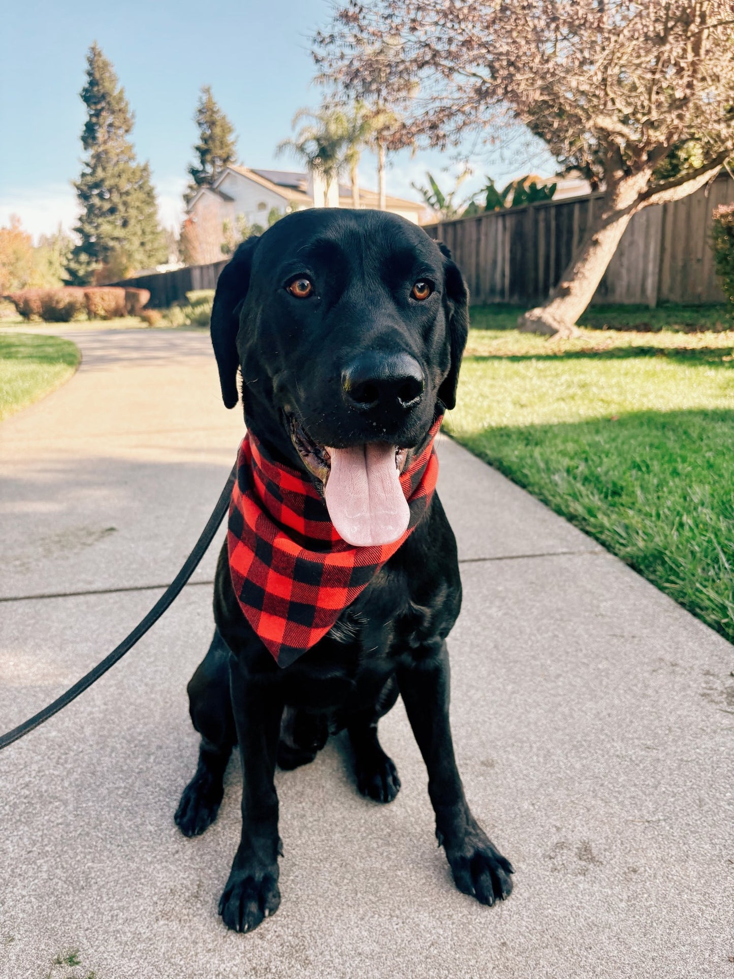 Buffalo Check Dog Bandana