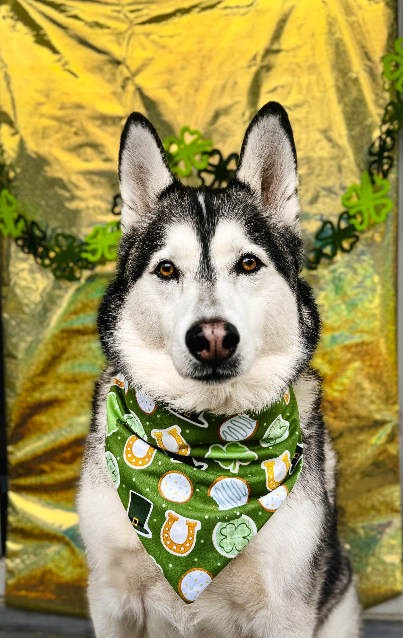 Lucky Charm Dog Bandana