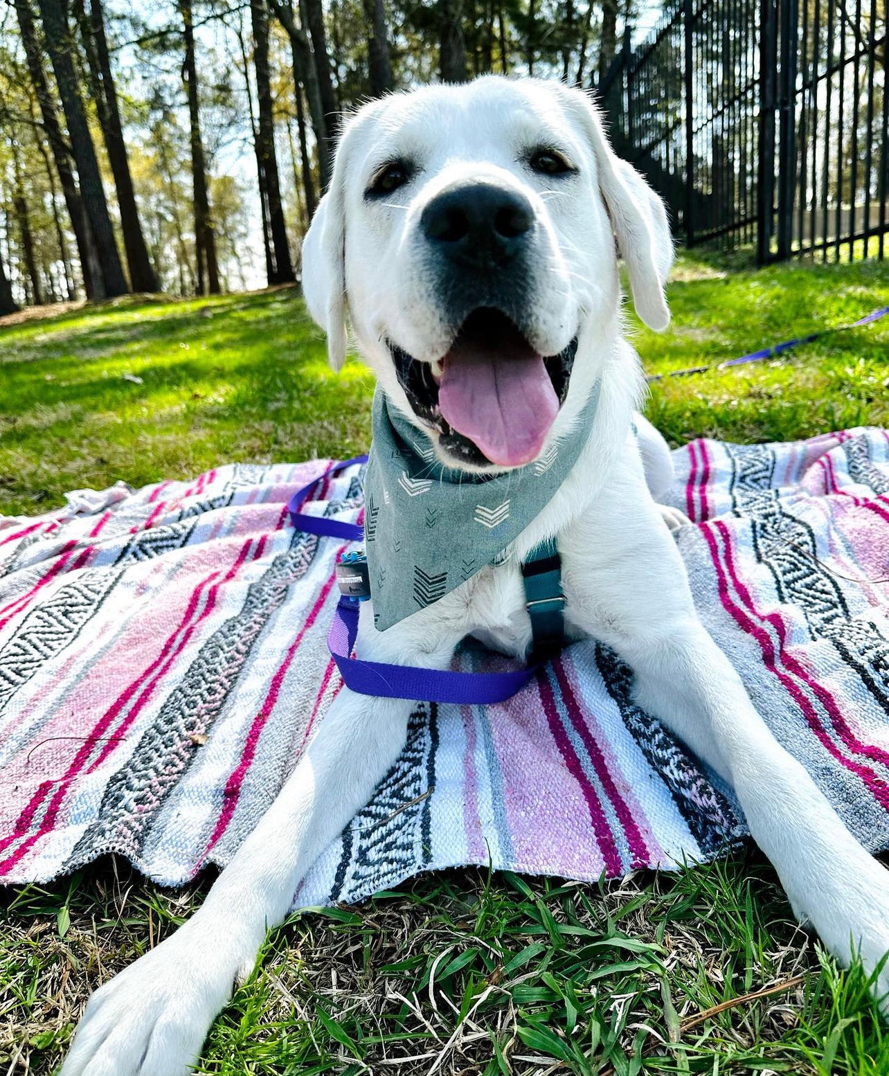Green Chevron Dog Bandana