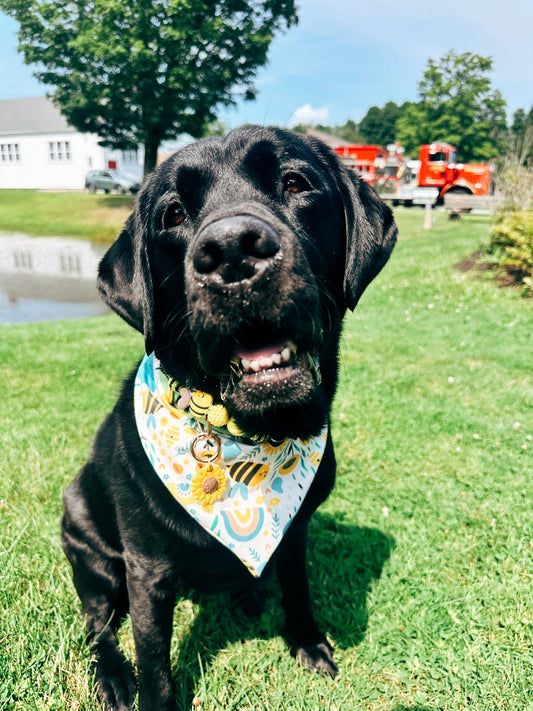Spring Fever Swim Dog Bandana
