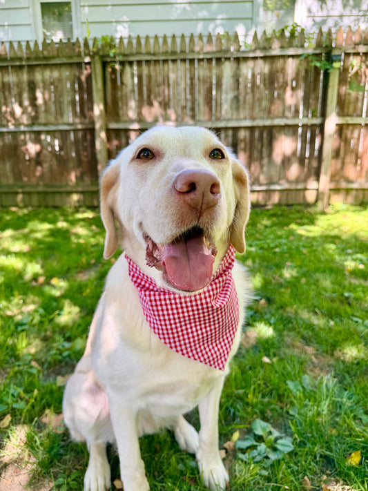 Firecracker Gingham Dog Bandana