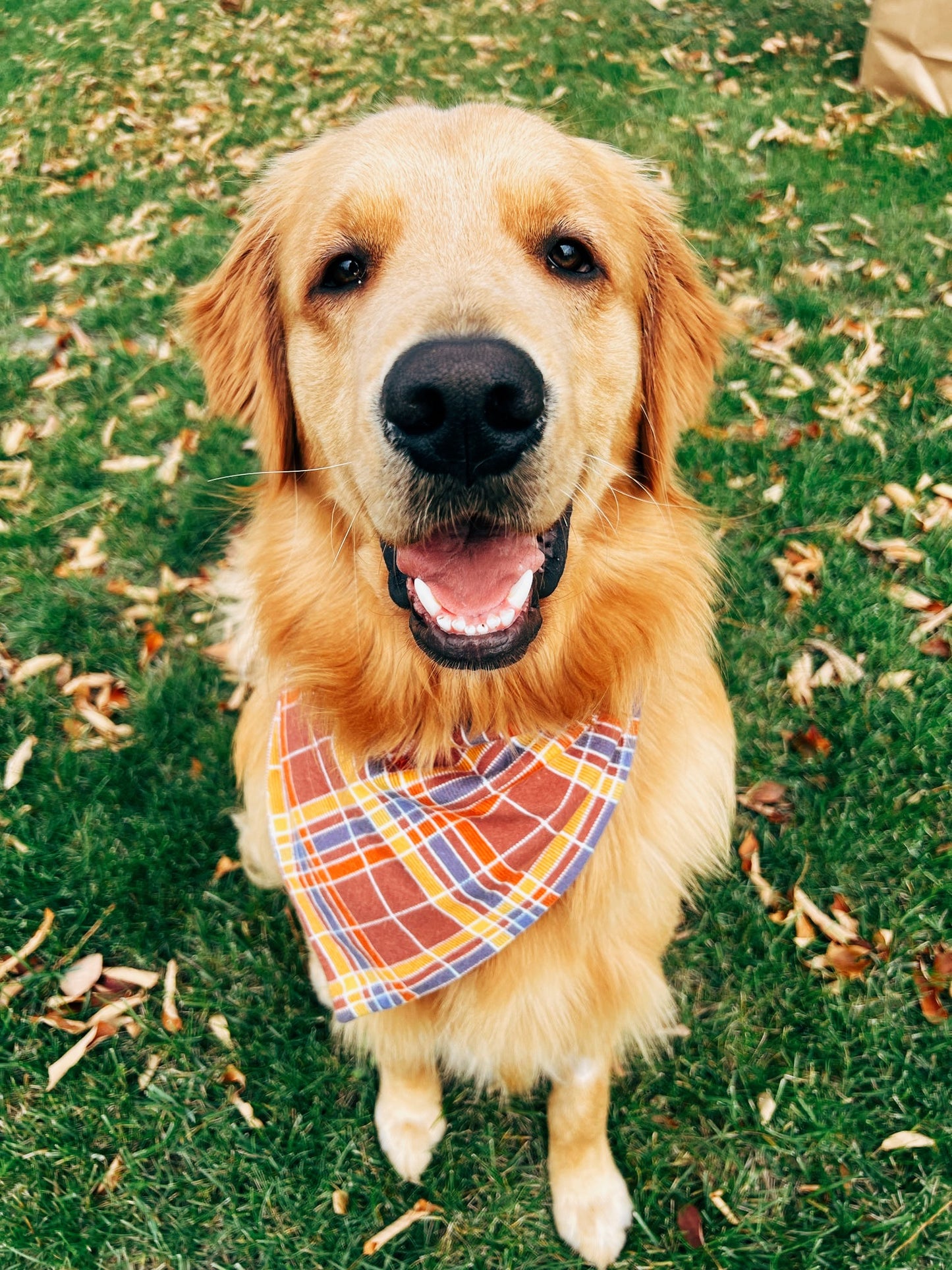 Harvest Plaid Dog Bandana