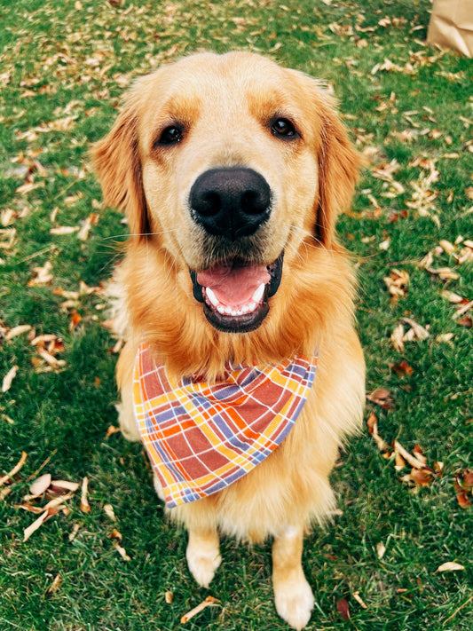 Harvest Plaid Dog Bandana