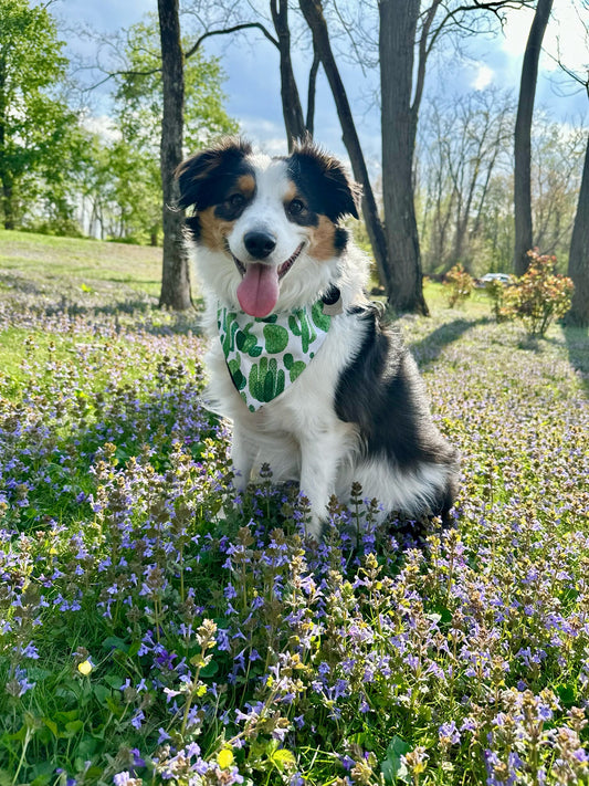 Succa for You Dog Bandana