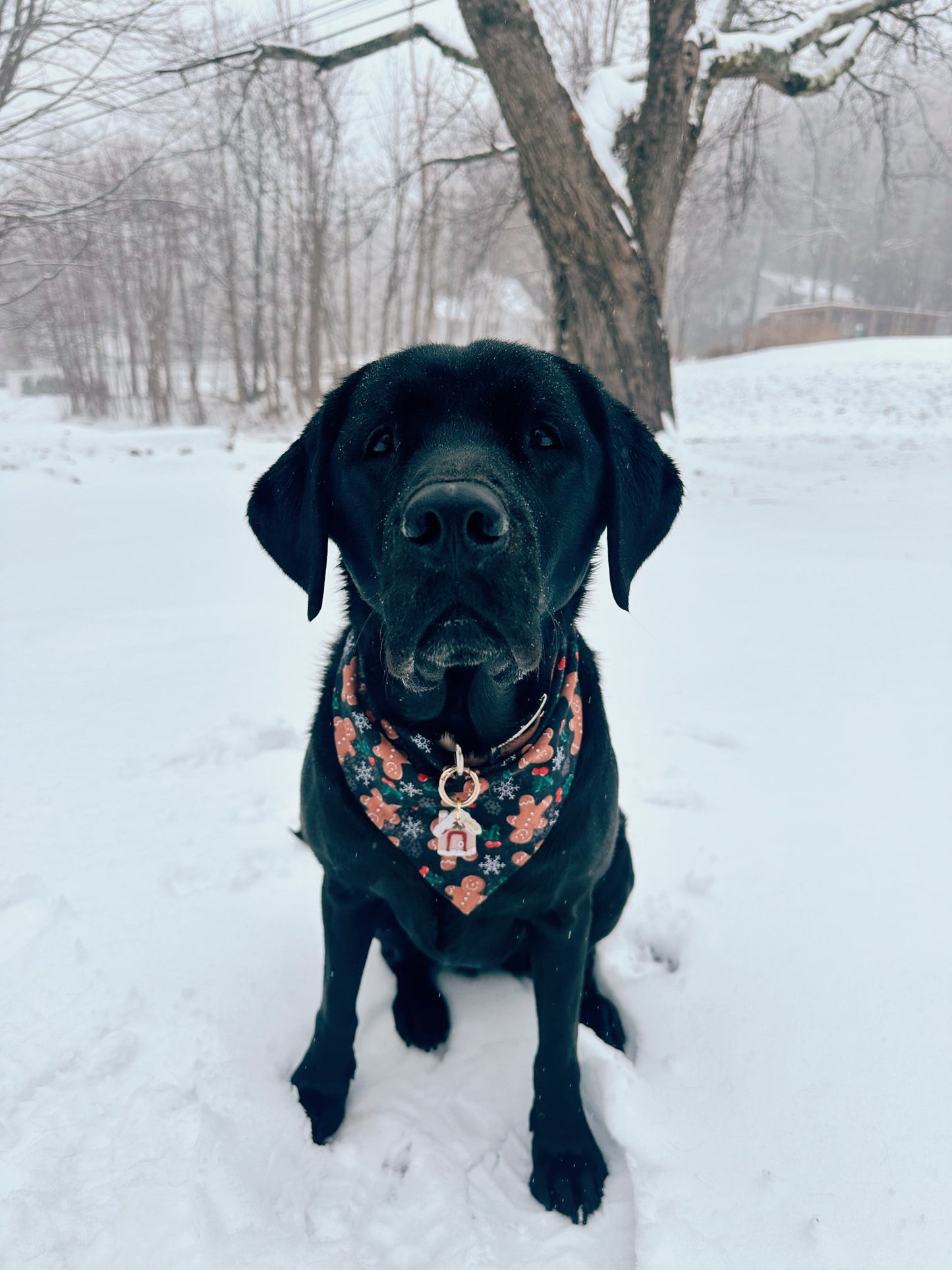 Festive Gingerbread Man Dog Bandana - Small Scrunchie