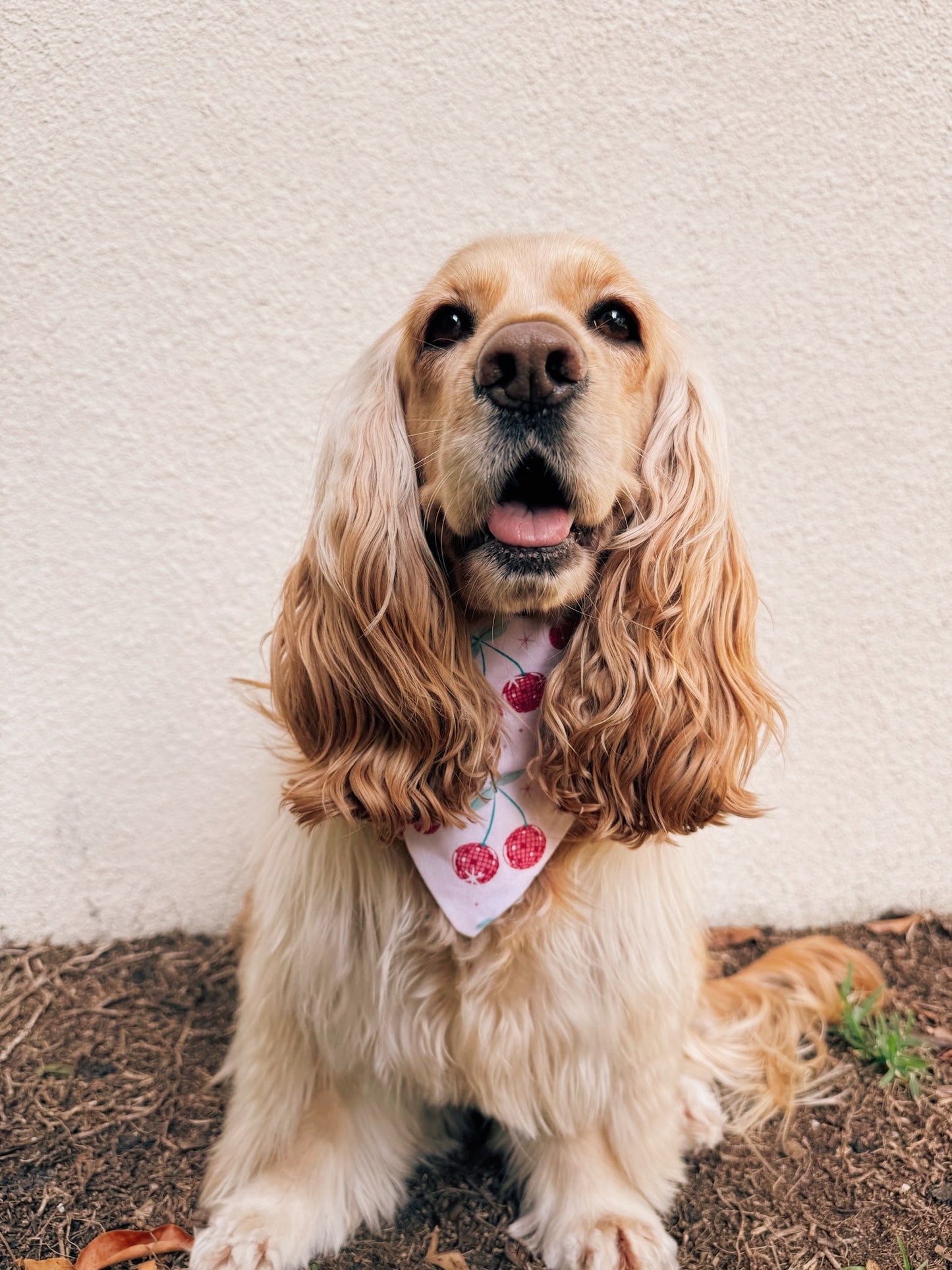 Cherry Boogie Dog Bandana