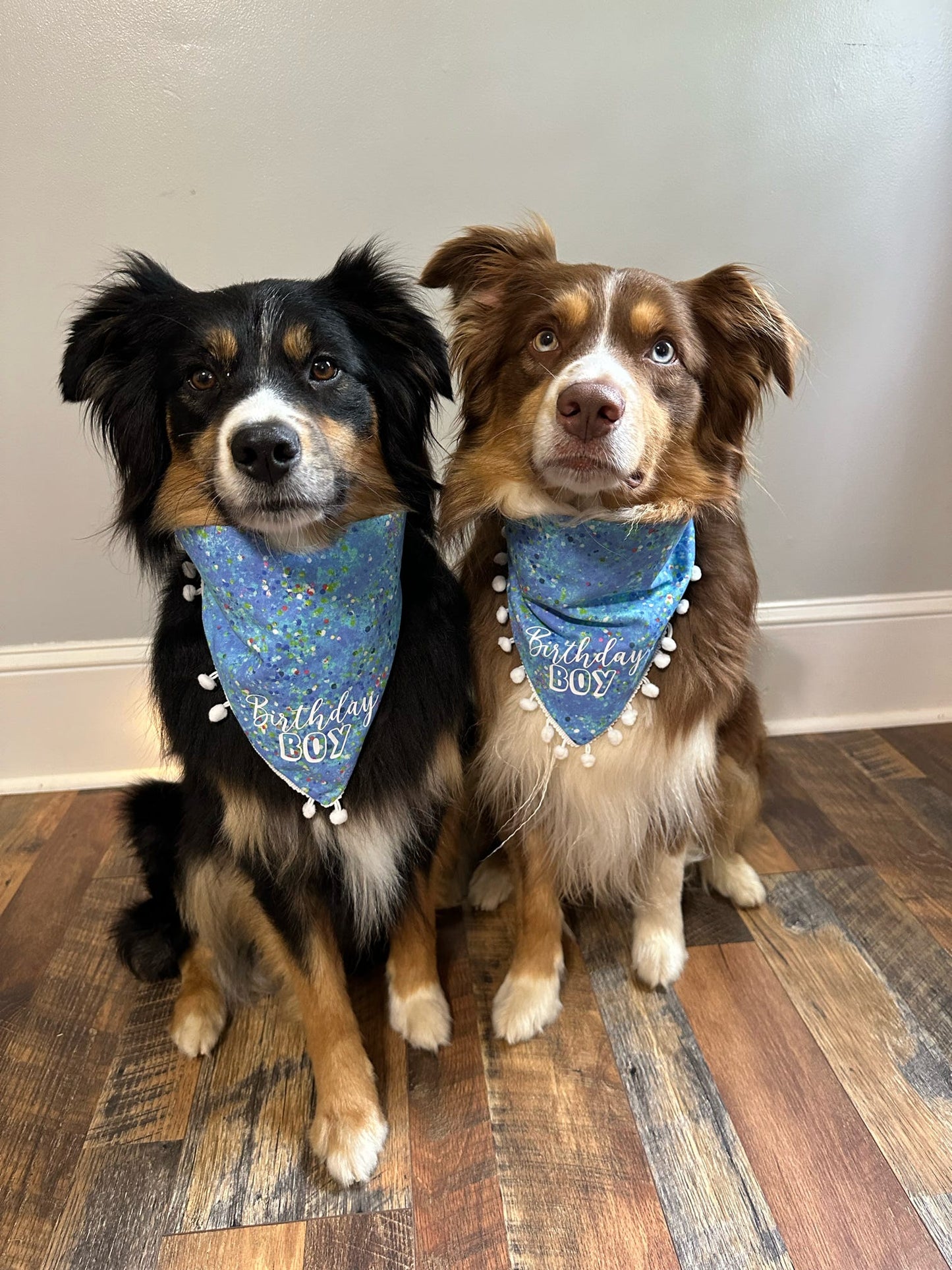 Birthday Boy Dog Bandana