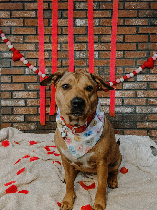 Conversation Cutie Dog Bandana