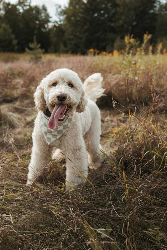 Sage Check Mate Dog Bandana