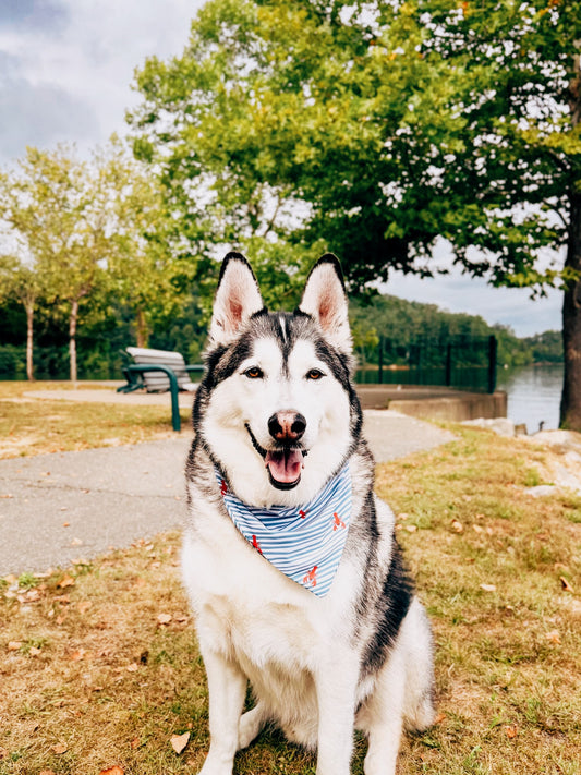 Coastal Claws Swim Bandana