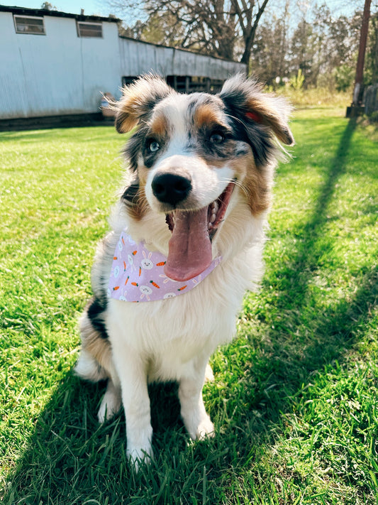 Hoppy Easter Dog Bandanas