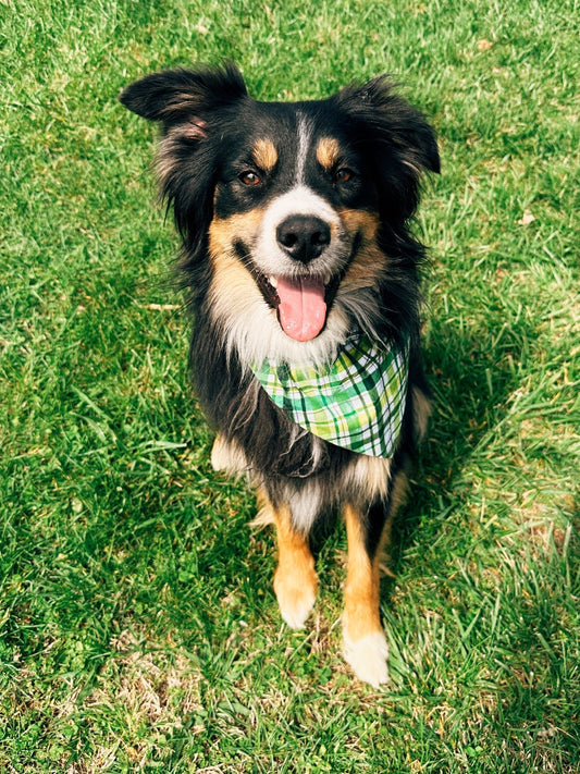 Irish Plaid Dog Bandana