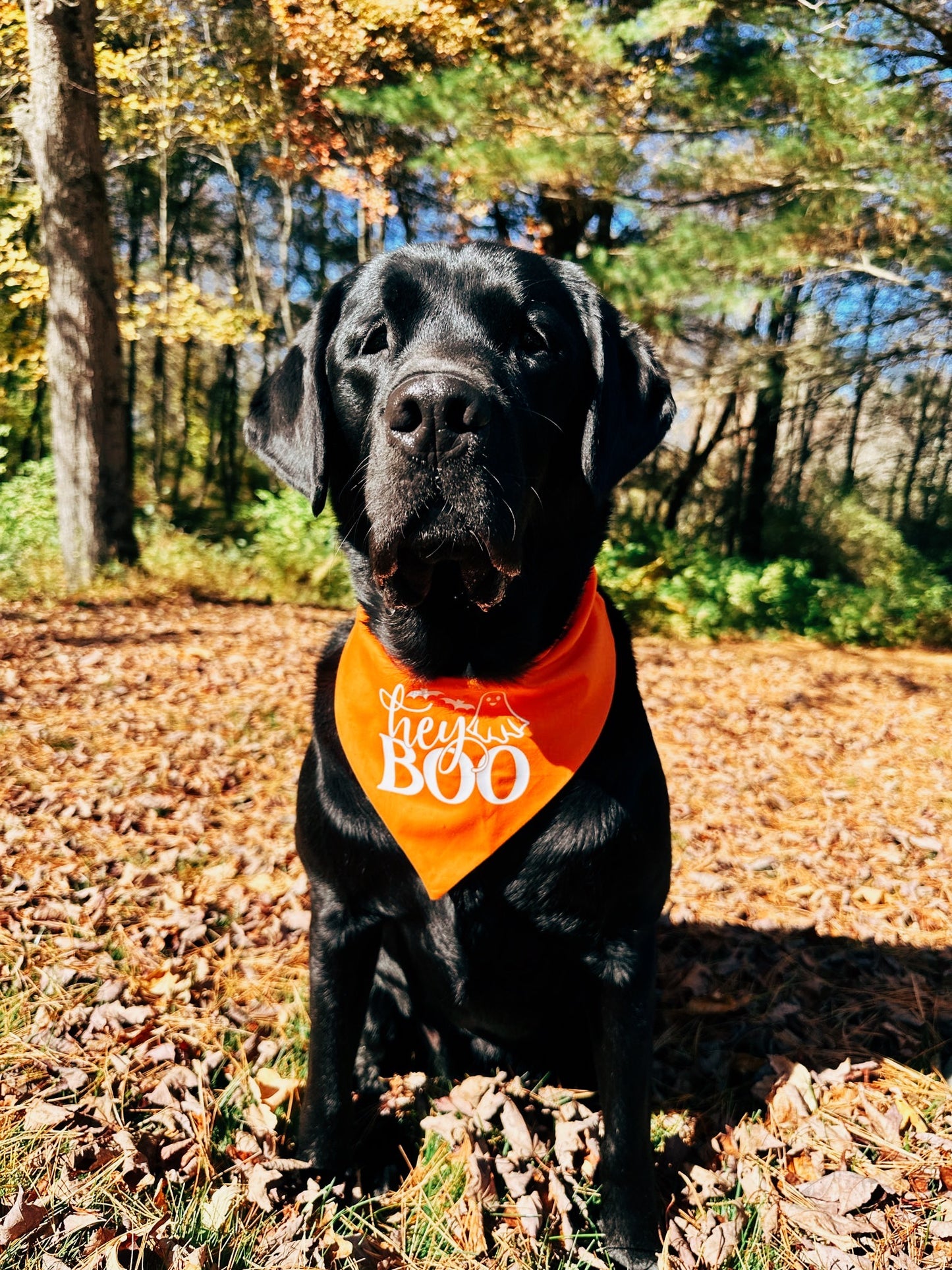 Hey Boo Dog Bandana