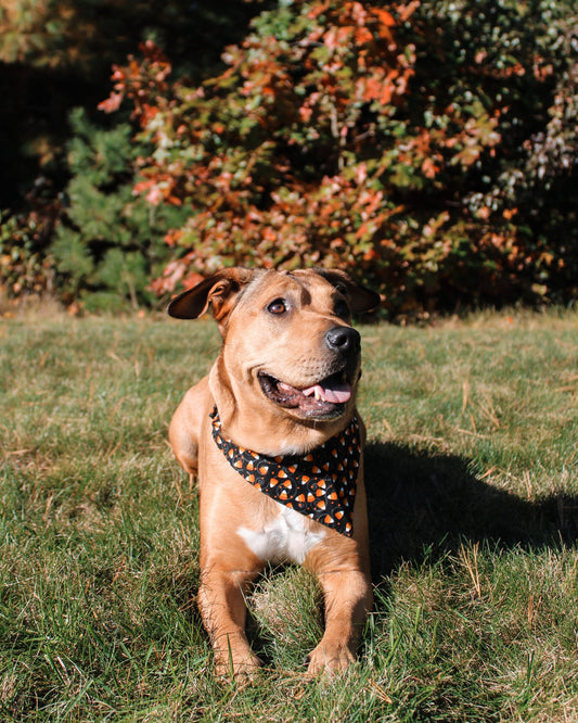 Glitter Candy Corn Dog Bandana - Small Scrunchie