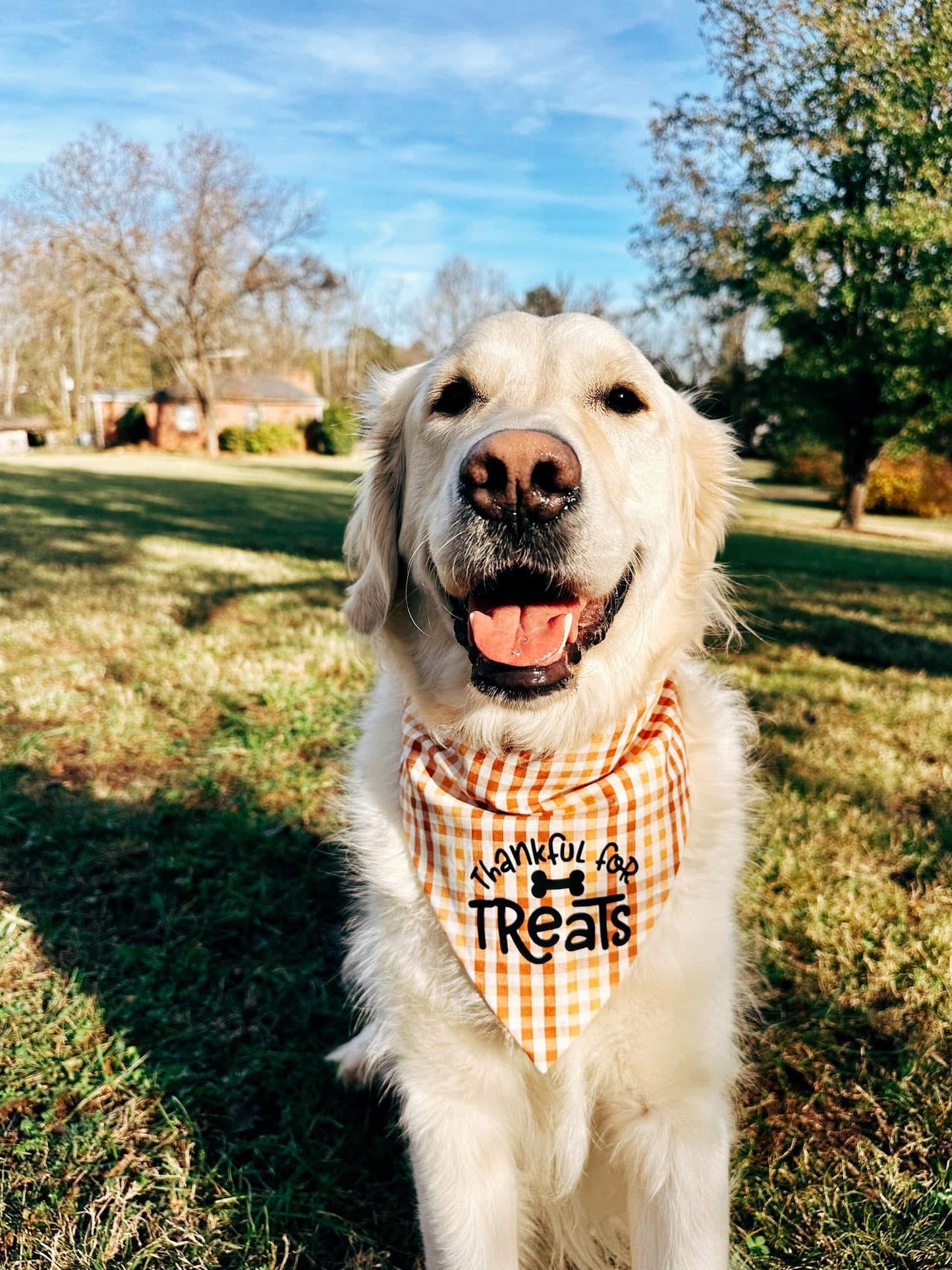 Thankful For Treats Dog Bandana