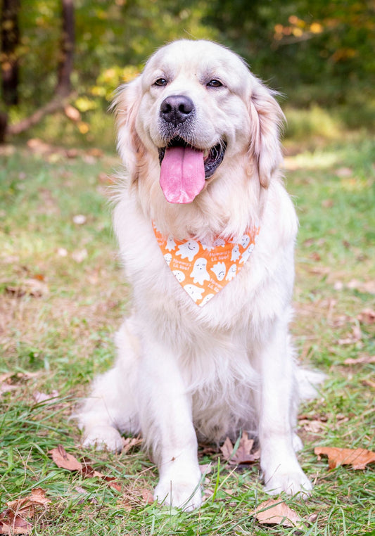 Mommy’s Lil Boo Dog Bandana
