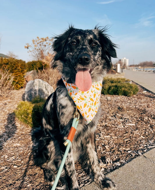 Hoppy Harvest Dog Bandana