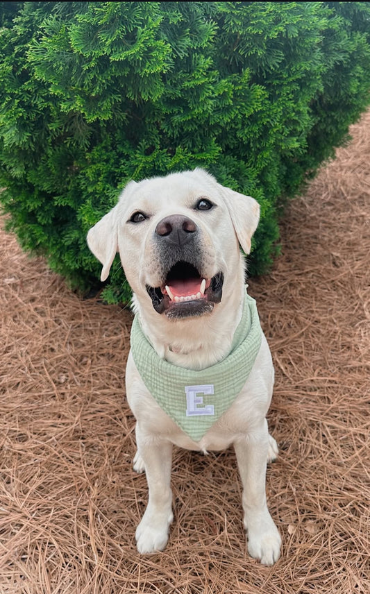 Minty Dreams Dog Bandana