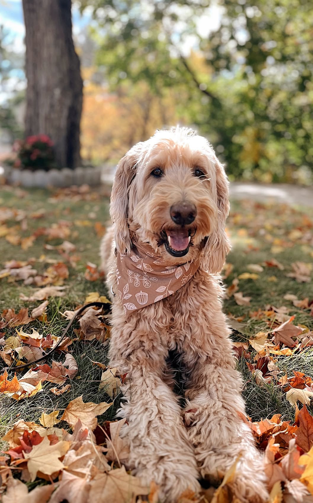 Autumn Leaves Dog Bandana