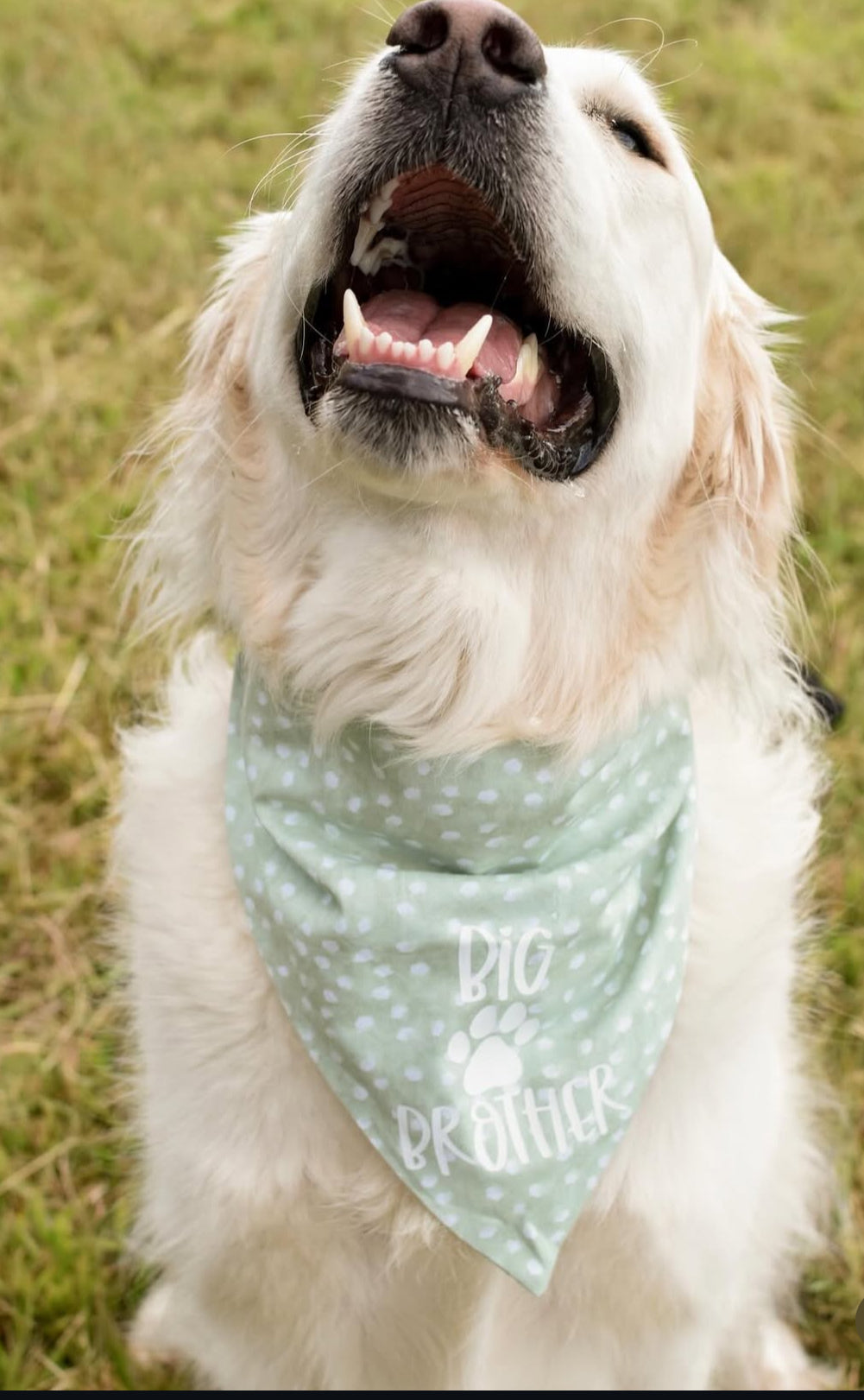 Little/Big Sis/Bro Dog Bandana