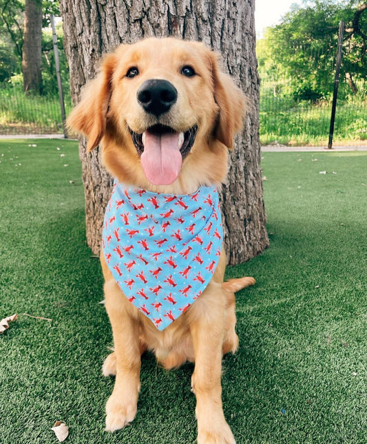 Pawty Like a Lobster Dog Bandana