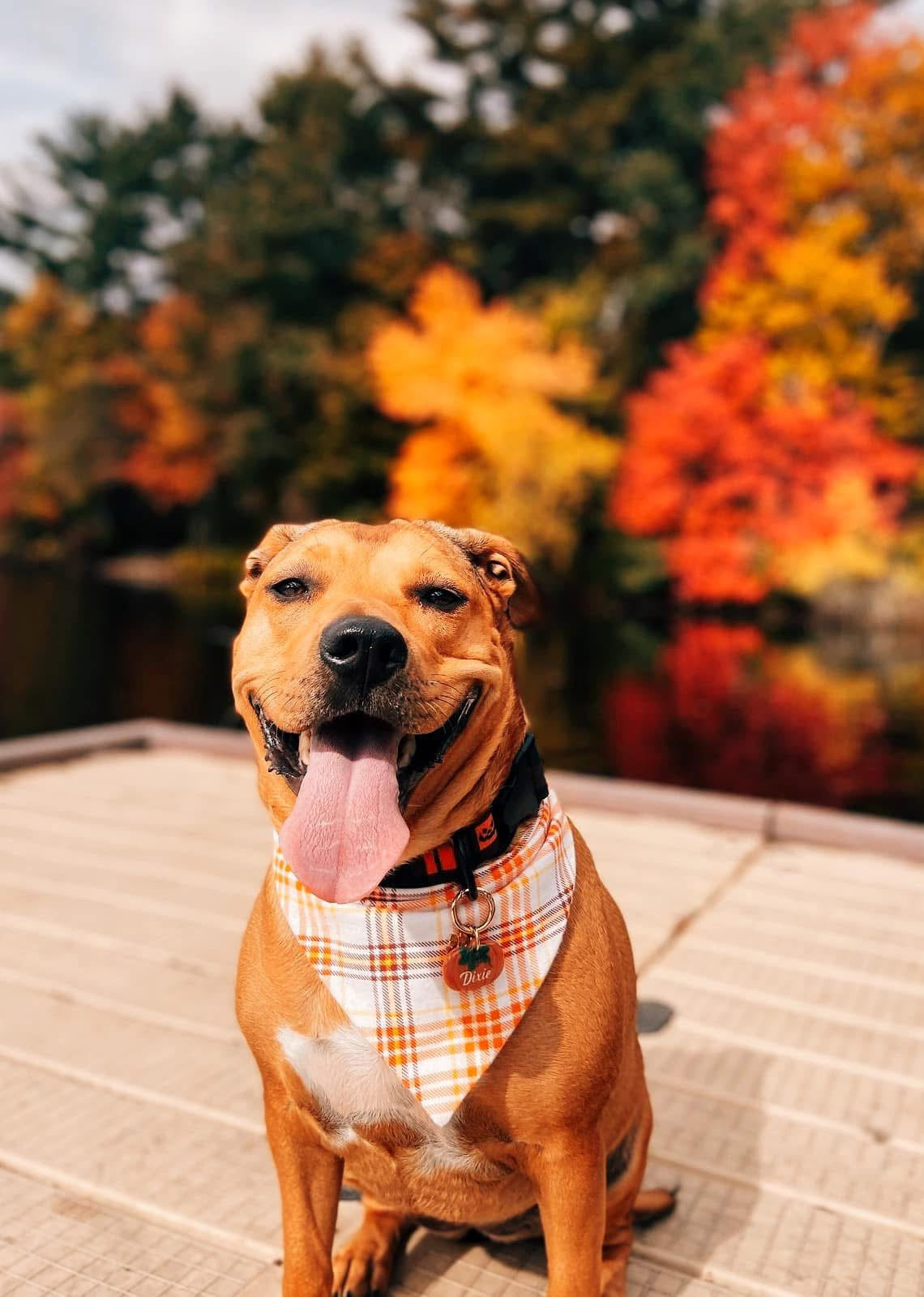 Sunset Plaid Dog Bandana