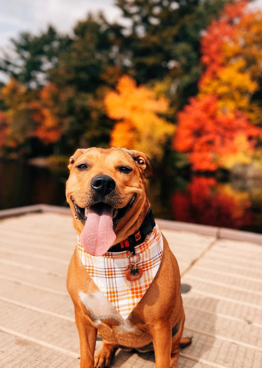 Sunset Plaid Dog Bandana
