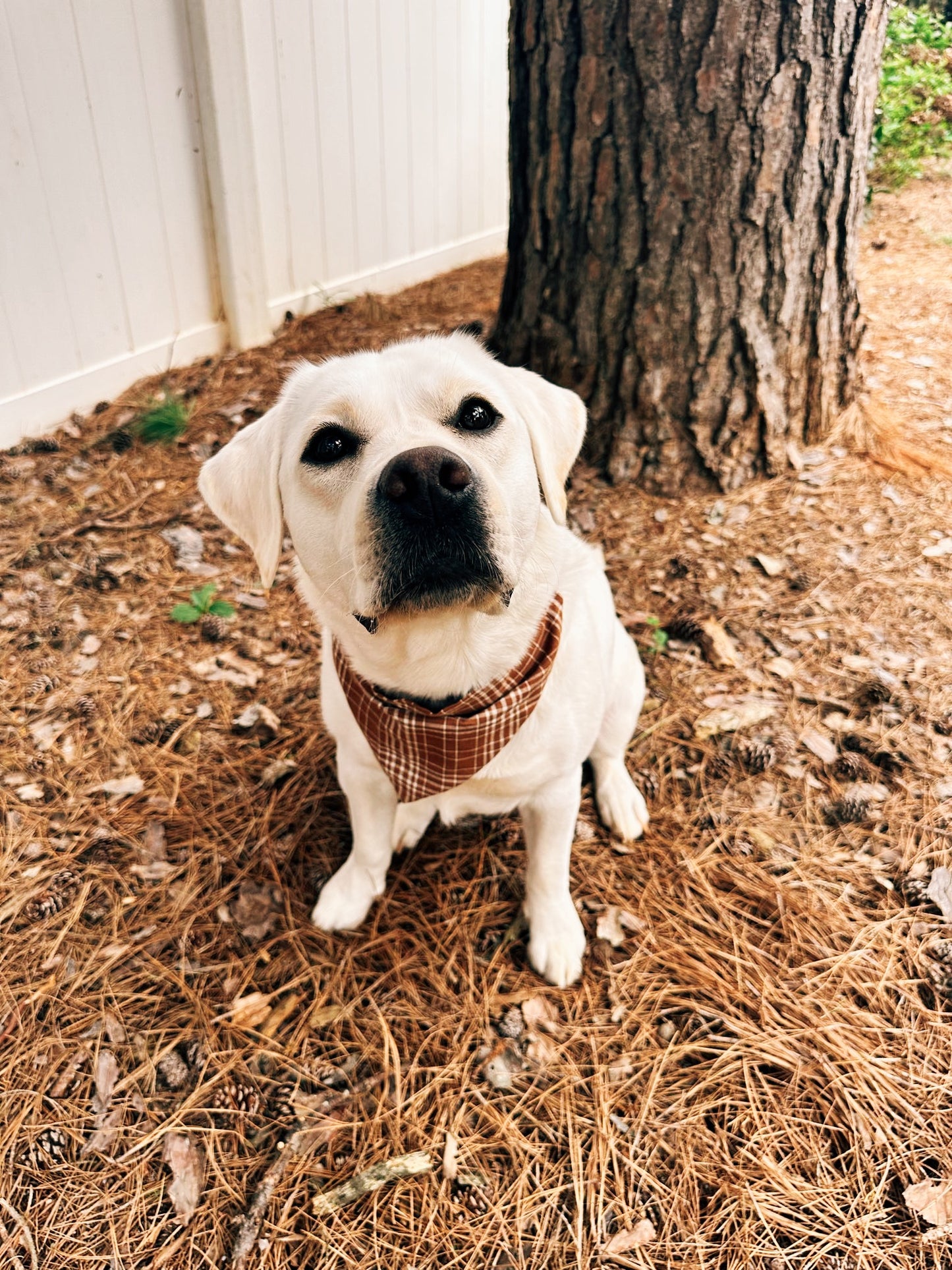 Toasted Pecan Plaid Dog Bandana