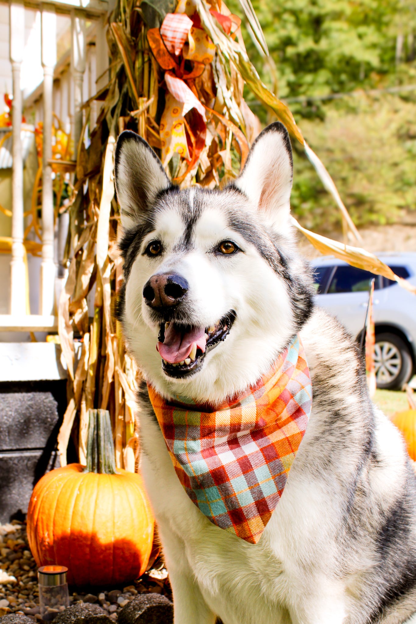 Fireside Flannel Dog Bandana