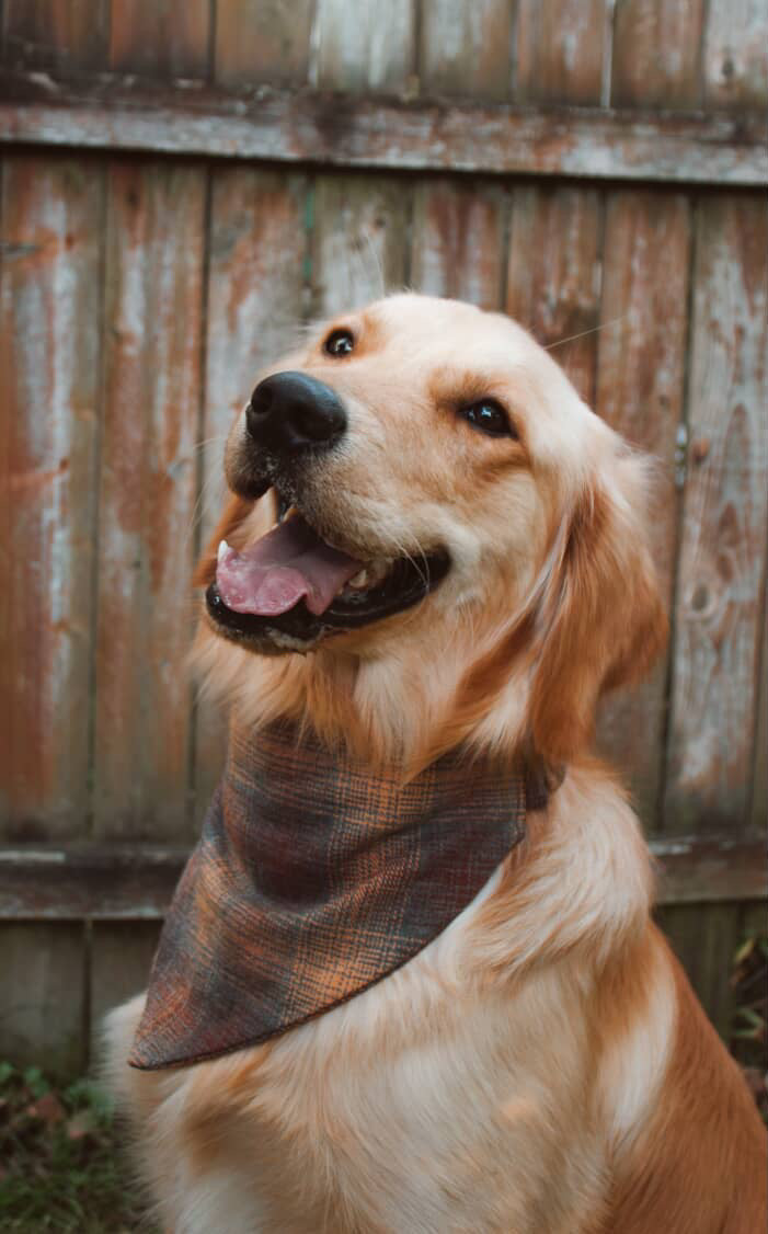 Spiced Cider Flannel Dog Bandana