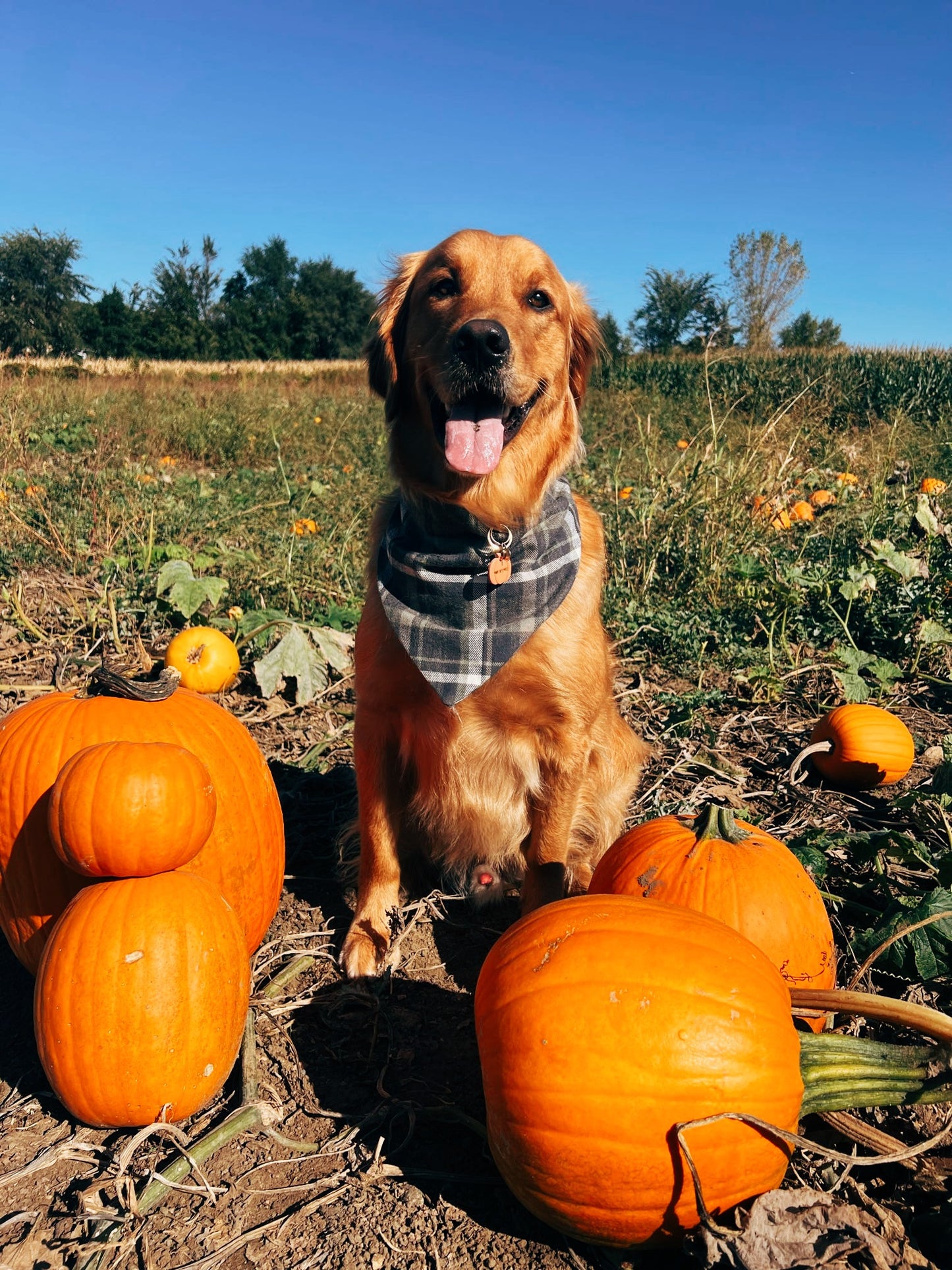 Harvest Pine Flannel Dog Bandana
