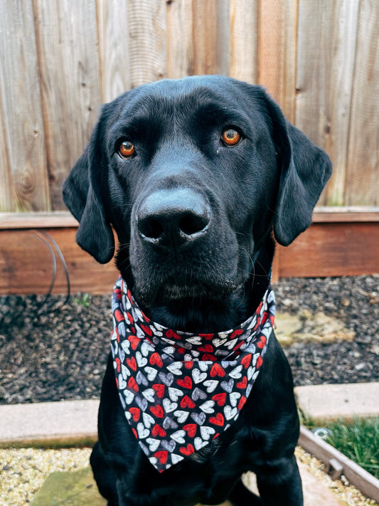 Heart Throb Dog Bandana - Medium Scrunchie