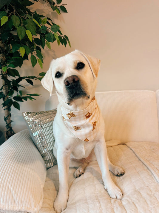 Golden Teddy Dog Bandana