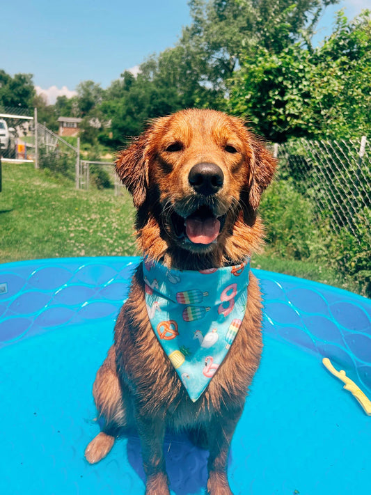 Poolside Swim Dog Bandana