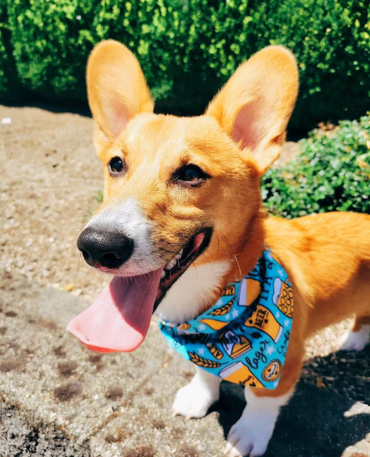 Barks & Brews Dog Bandana