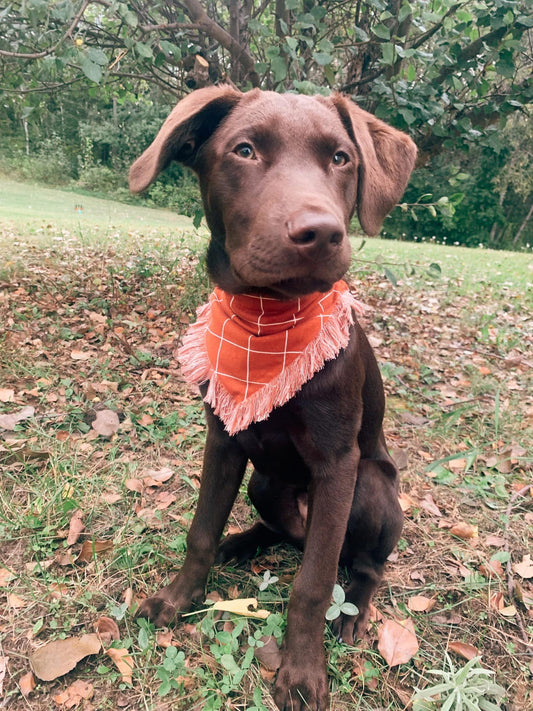 Rust Frayed Dog Bandana