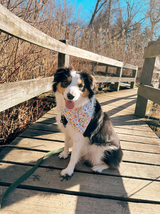 Petal Paws Dog Bandana