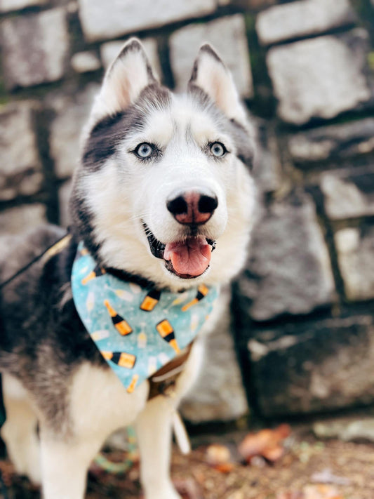 Pop the Champagne Dog Bandana