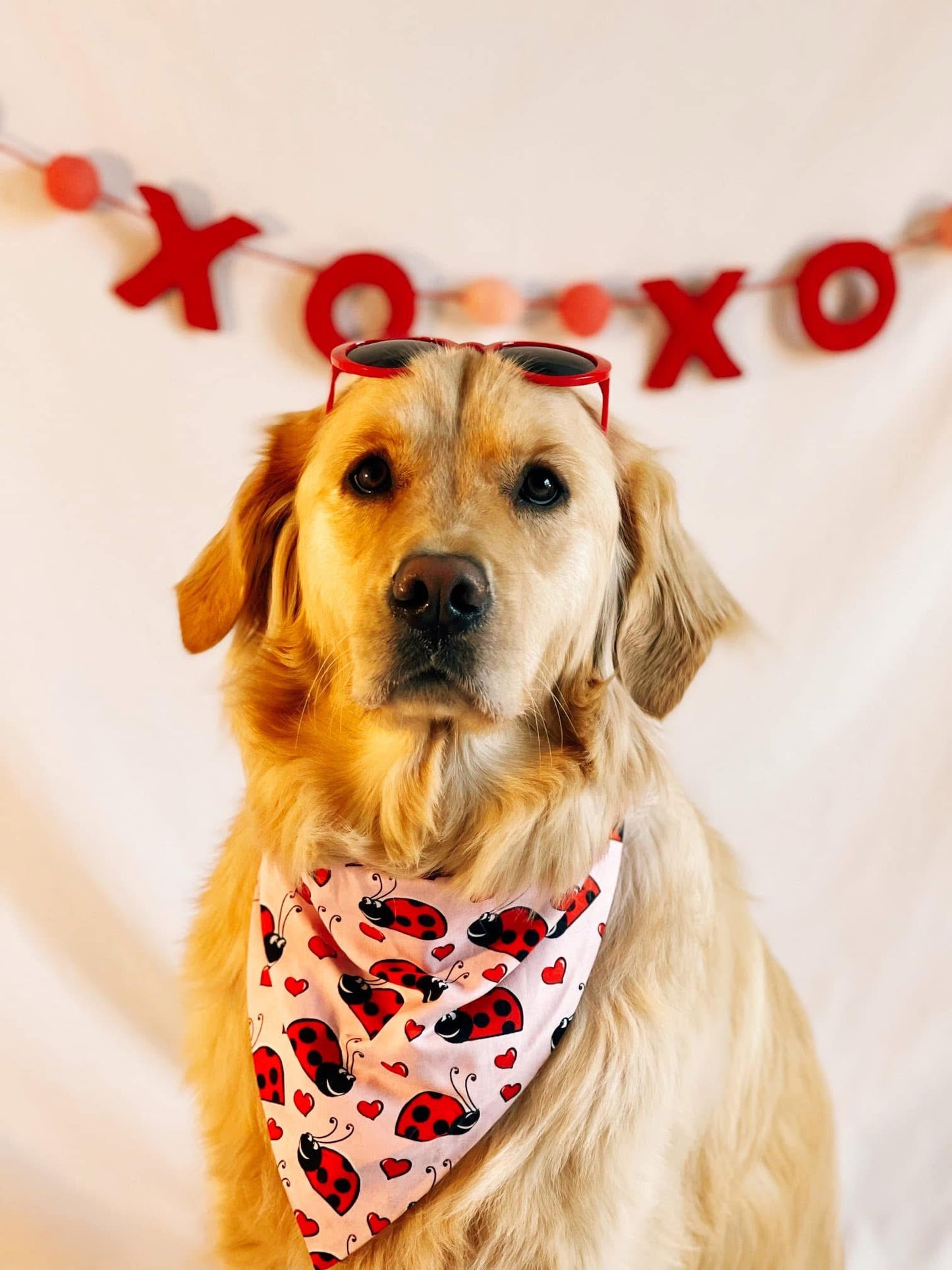 Love Bug Dog Bandana