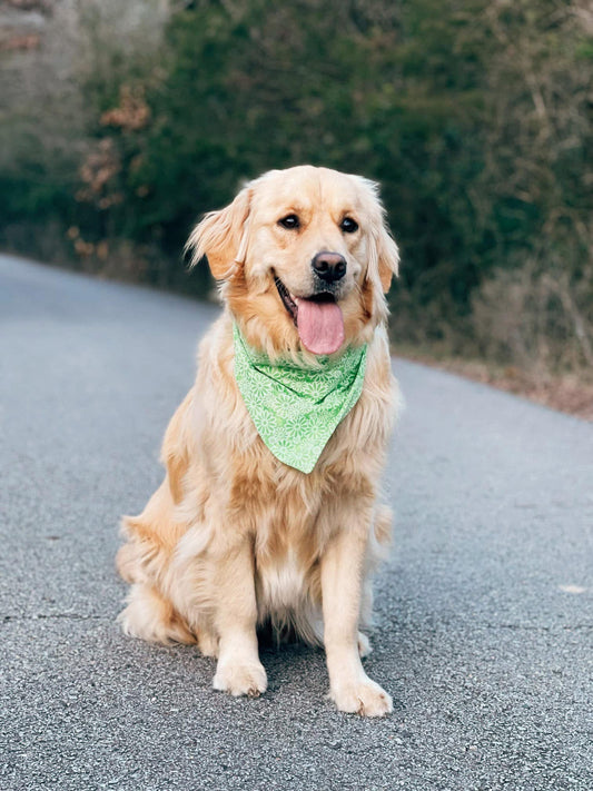 Ditsy Daisy Dog Bandana