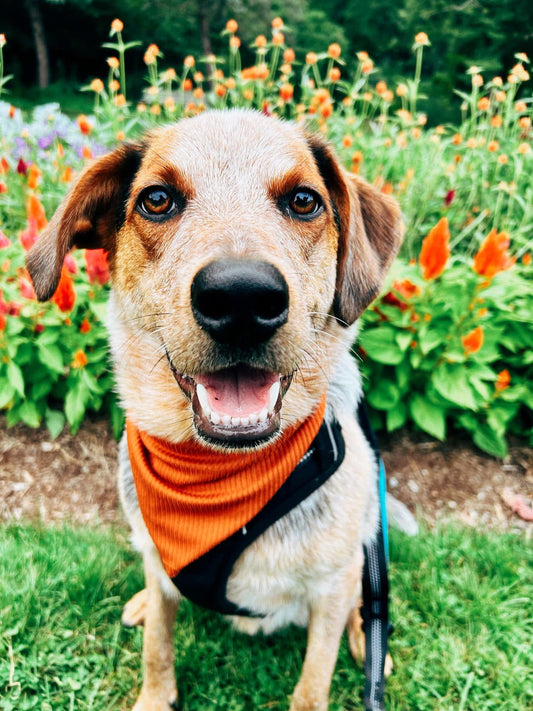 Apple Cider Dog Bandana