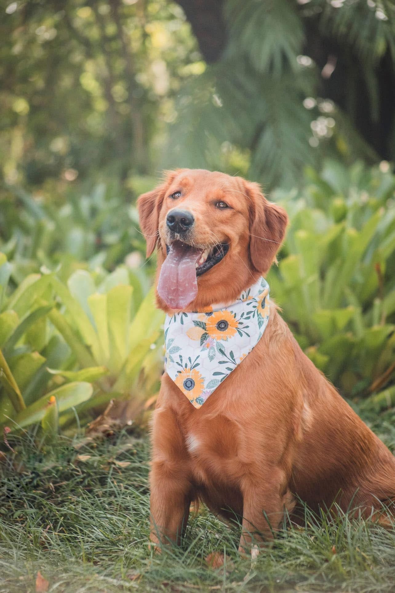 Flower Child Dog bandana