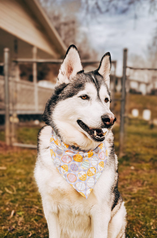 Egg Hunt Dog Bandana