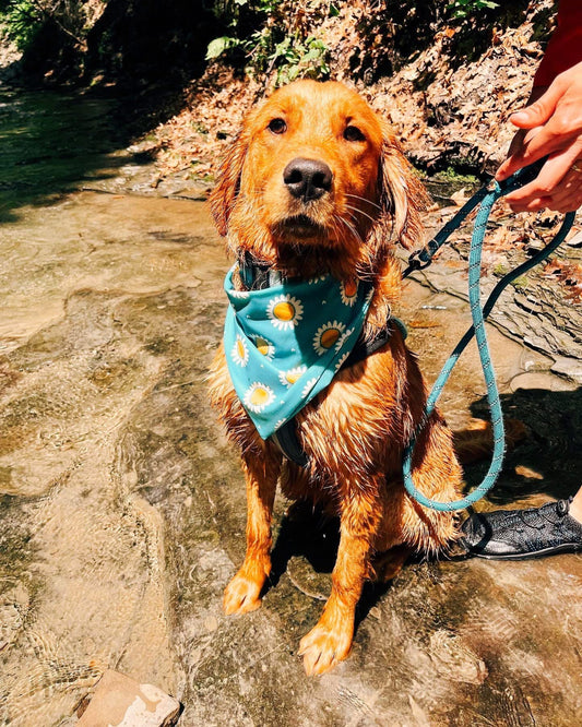 Sun Daze Swim Dog Bandana