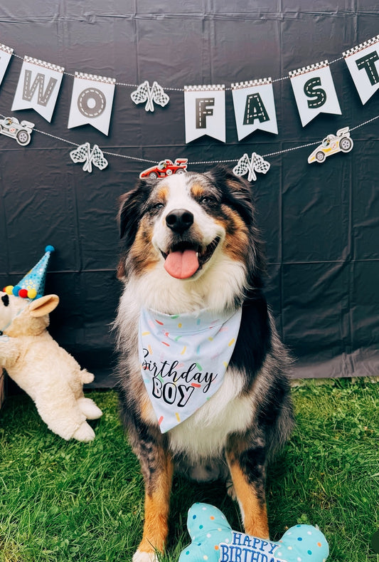 Birthday Boy Sprinkles Dog Bandana