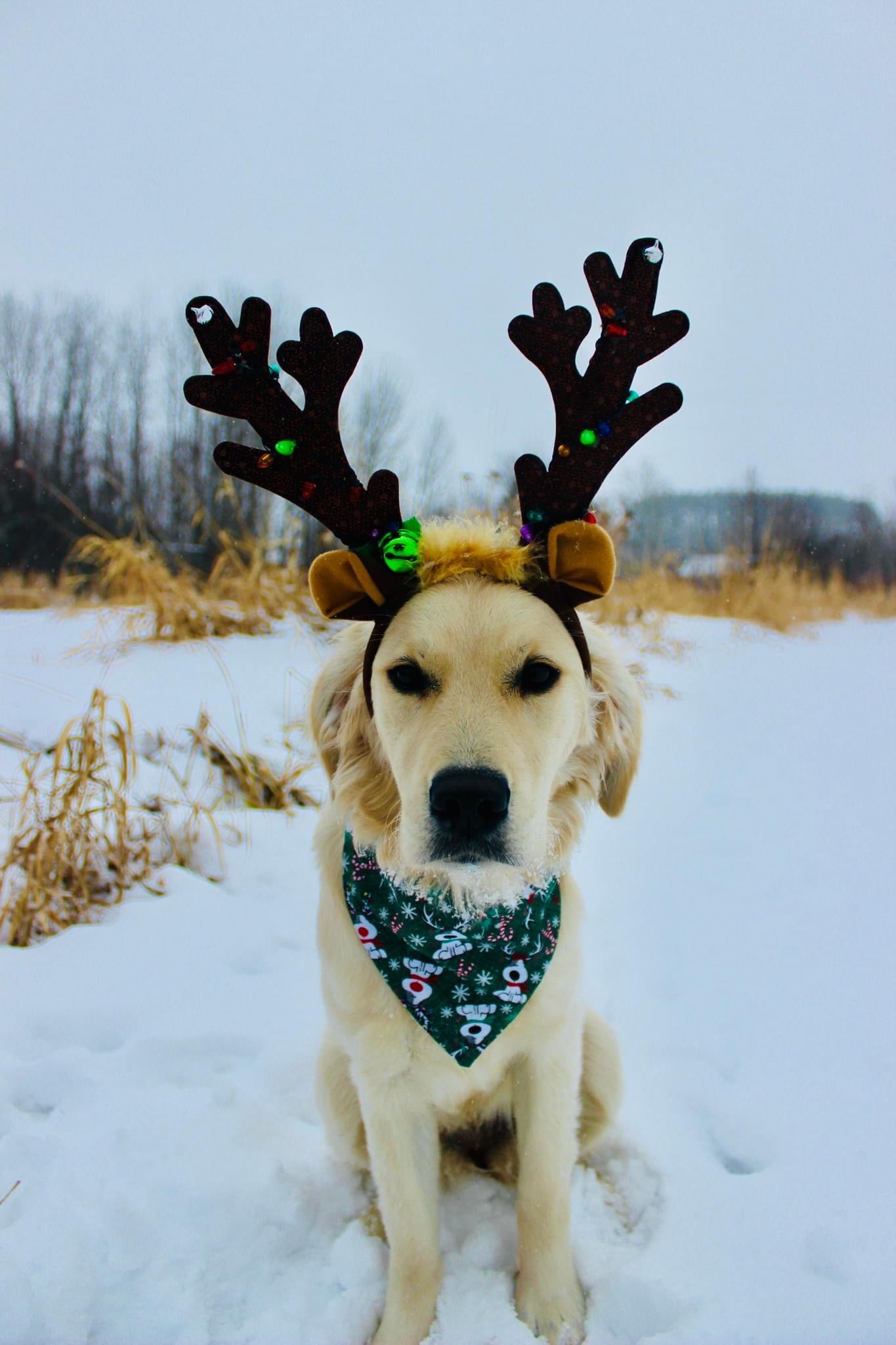 Merry Dogmas Dog Bandana