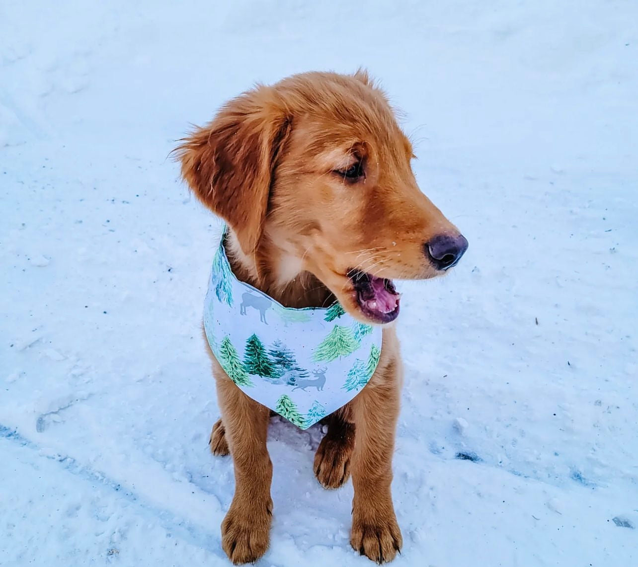 Winter Wonderland Scrunchie Dog Bandana