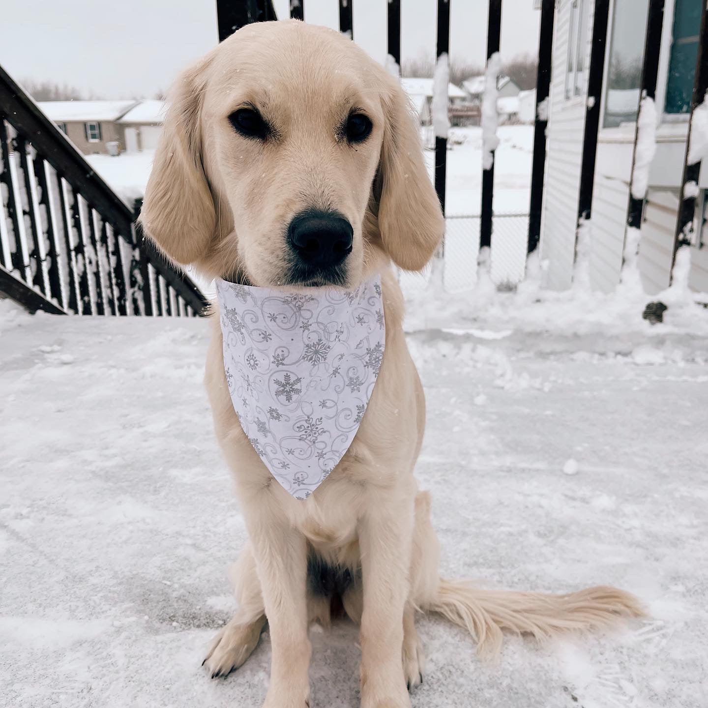 Glitter Snowflake Dog Bandana